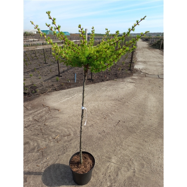 <h4>Larix kaempferi 'Magic Gold' 120ST</h4>