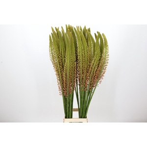 Eremurus Cleopatra