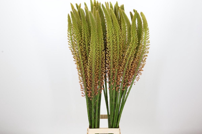 <h4>Eremurus Cleopatra</h4>