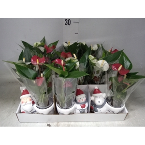 Anthurium   ...mix