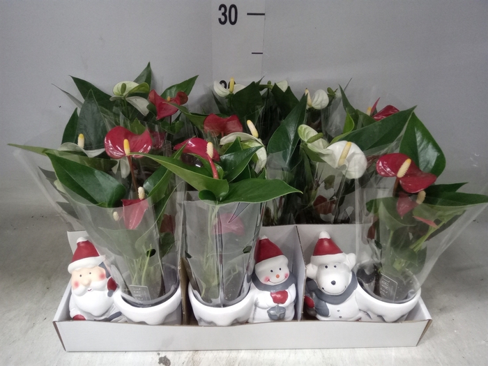 <h4>Anthurium   ...mix</h4>