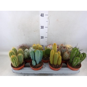 Cactus   ...mix