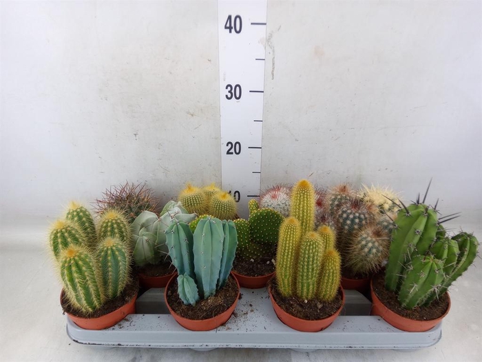 <h4>Cactus   ...mix</h4>