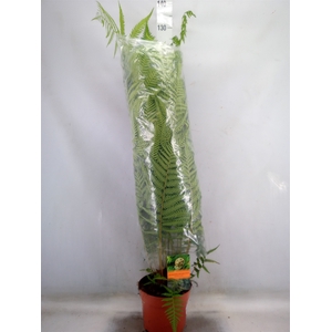 Dicksonia antarctica