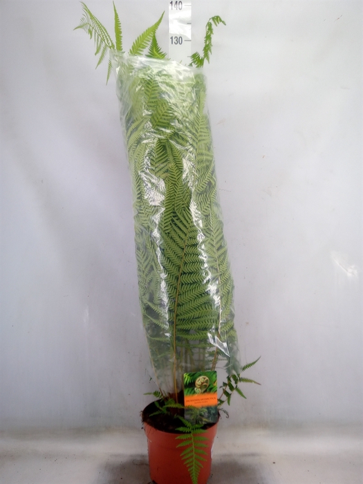 <h4>Dicksonia antarctica</h4>