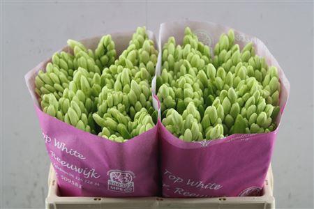 <h4>Hyac Top White.</h4>