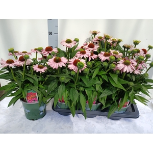 ECHINA  SUNSEEK RED