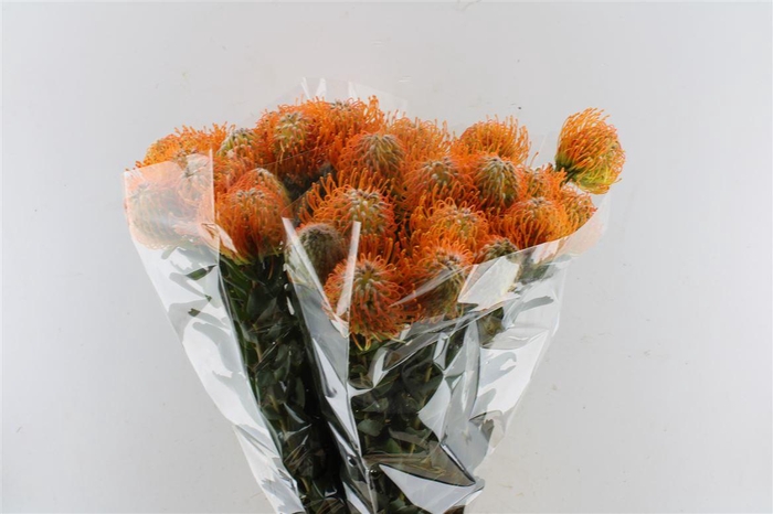 <h4>Leuco Co Soleil</h4>