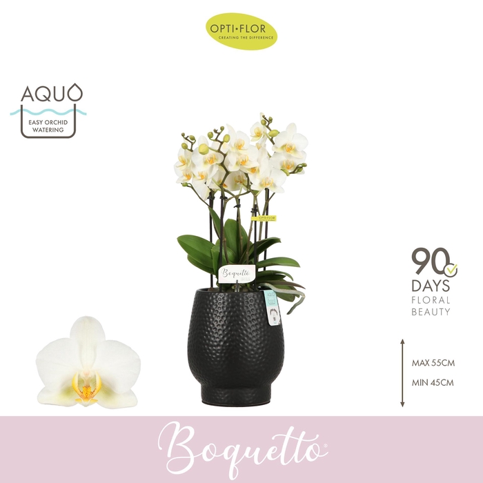 <h4>Boquetto Beauty 3-5 spike in Abruzzo Black Aquo</h4>