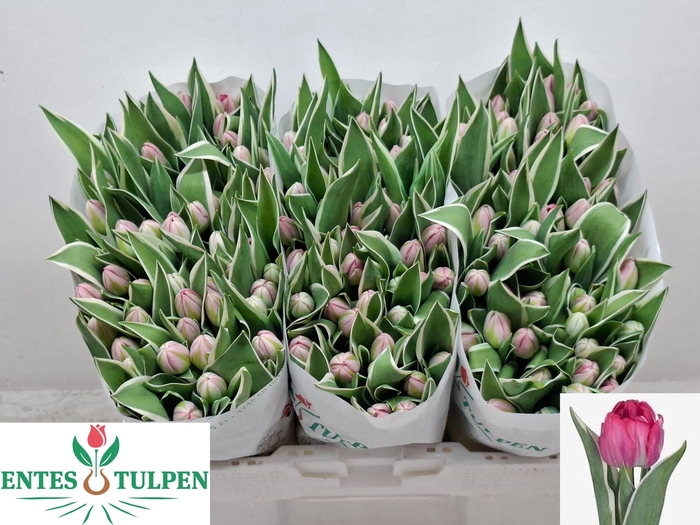 <h4>TU DU BETH HART</h4>