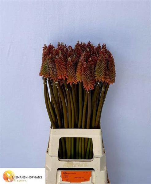 <h4>Kniphofia Alcazar Biemans</h4>