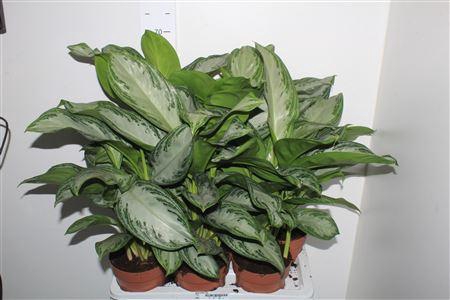 <h4>Aglao Silver Bay</h4>