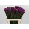 Liatris Spicata