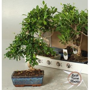 BONSAI GEM