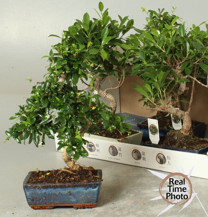 <h4>BONSAI GEM</h4>