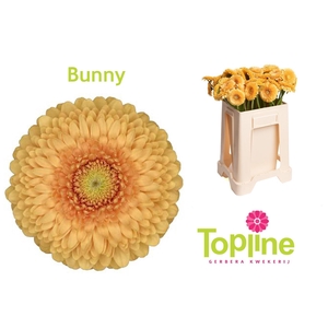GE MB POMPONI BUNNY