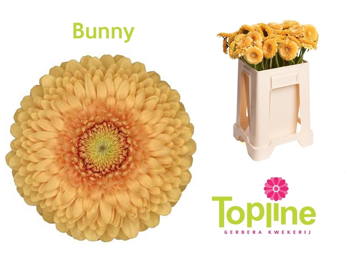 <h4>GE MB POMPONI BUNNY</h4>