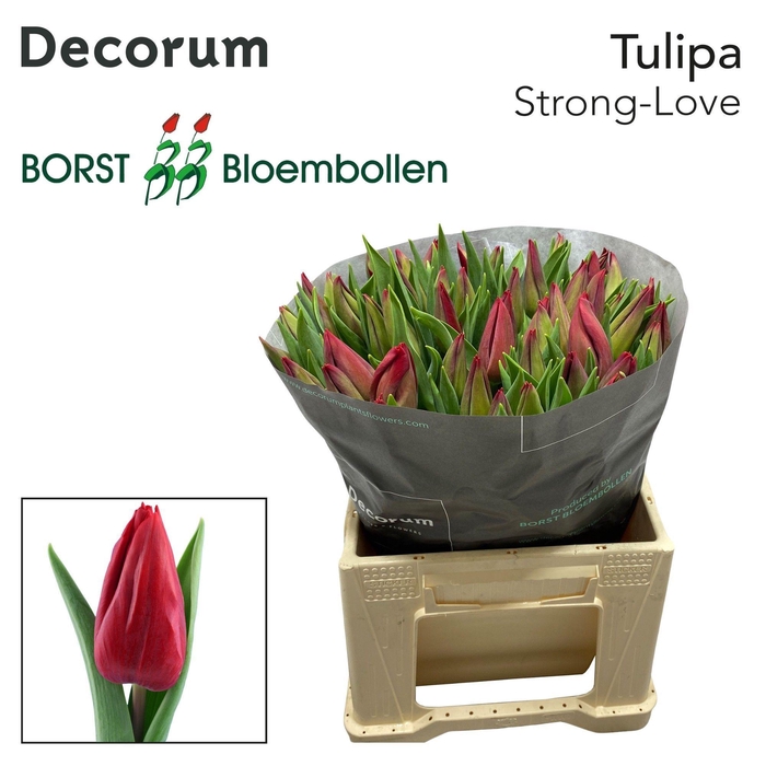 <h4>TU EN STRONG LOVE</h4>