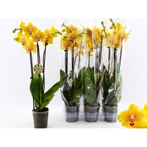 PHAL OV ORANJE