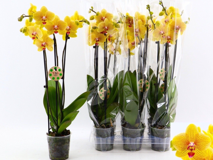 <h4>PHAL OV ORANJE</h4>