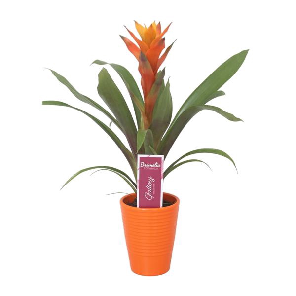 <h4>Guzmania Variada in oranje ribbel keramiek</h4>