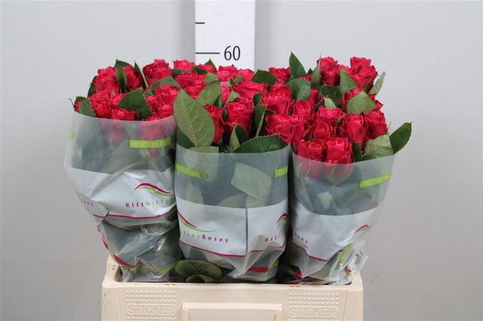 <h4>R Gr Movie Star</h4>