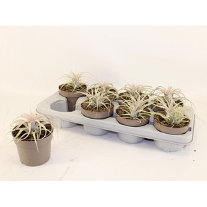 TILLANDSIA XEROGRAPH