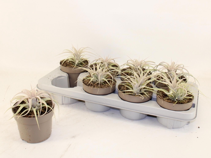 <h4>TILLANDSIA XEROGRAPH</h4>