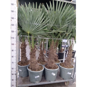 Trachycarpus fortunei
