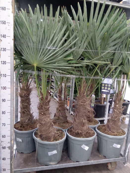 <h4>Trachycarpus fortunei</h4>