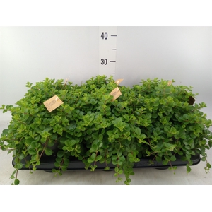 Peperomia rotundifolia
