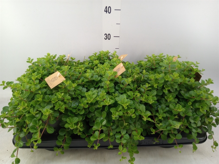 <h4>Peperomia rotundifolia</h4>