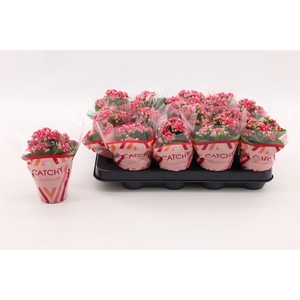 Kalanchoe blos. 'Calandiva Weaver'