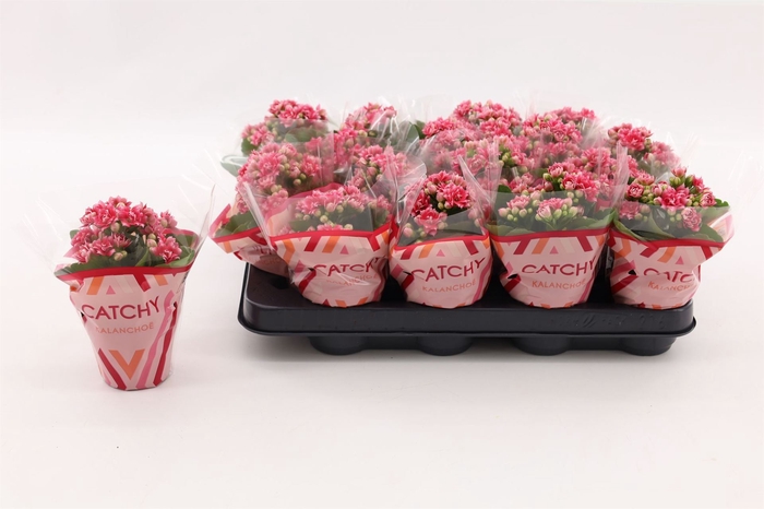 <h4>Kalanchoe blos. 'Calandiva Weaver'</h4>