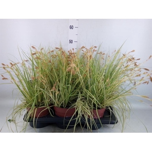 Carex hachijoensis 'Evergold'