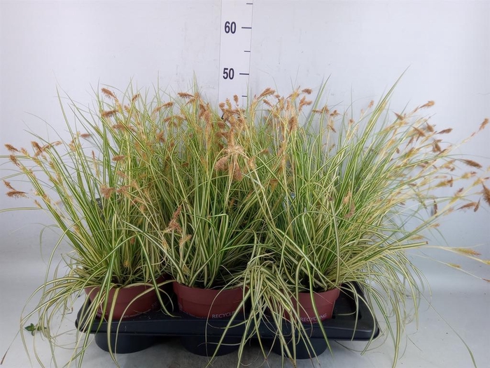 <h4>Carex hachijoensis 'Evergold'</h4>