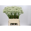 Allium Mount Everest