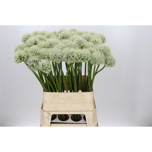 Allium Mount Everest