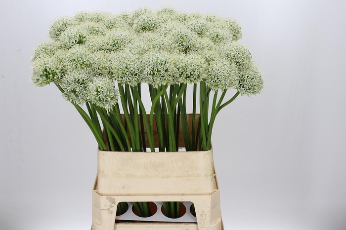 <h4>Allium Mount Everest</h4>