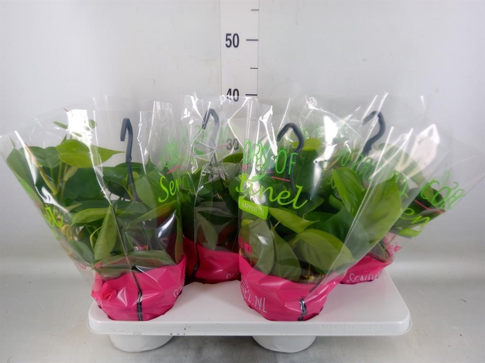 <h4>Philodendron scand.</h4>