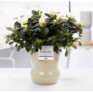 1st class Azalea white in P&PURE Plant Vase Maxima green