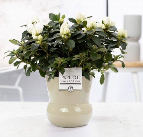 <h4>1st class Azalea white in P&PURE Plant Vase Maxima green</h4>
