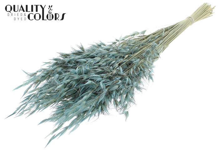 <h4>Avena Wild per bunch Frosted Light Blue</h4>