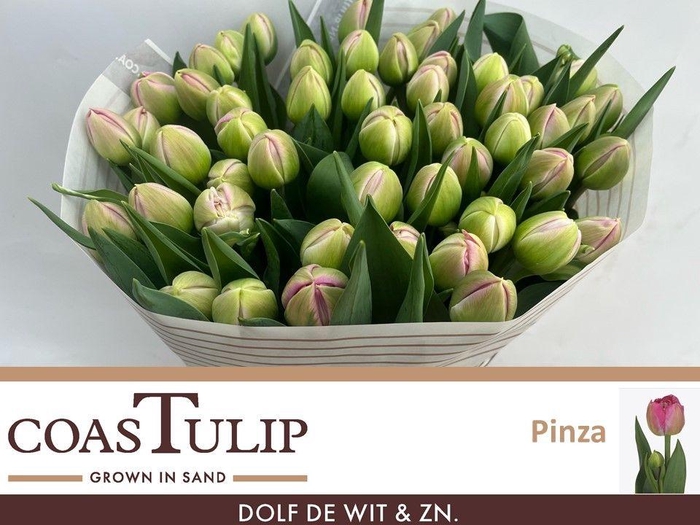 <h4>TU DU PINZA</h4>