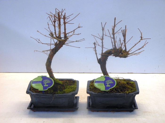 <h4>metasequoia glyptostroboides 19 cm shape, with drip tray</h4>