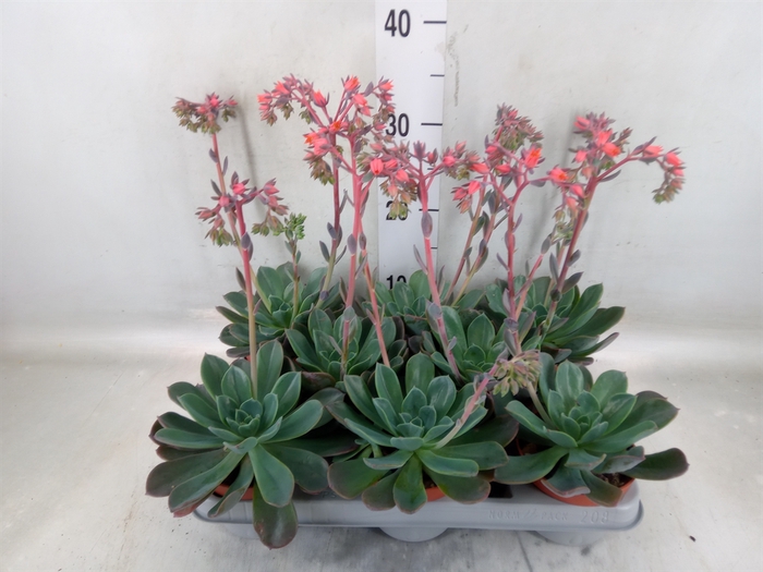 <h4>Echeveria  'Blue Prince'</h4>