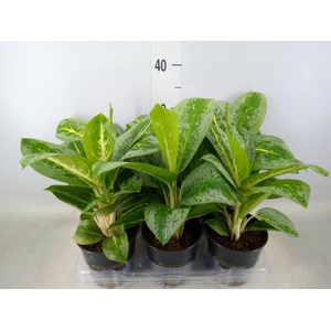Aglaonema  'Lemon Mint'