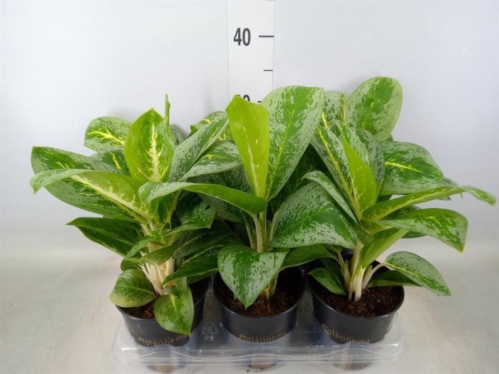 <h4>Aglaonema  'Lemon Mint'</h4>