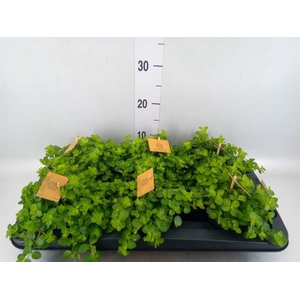 Peperomia rotundifolia