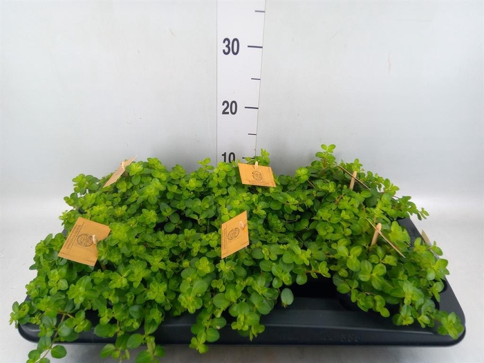 Peperomia rotundifolia